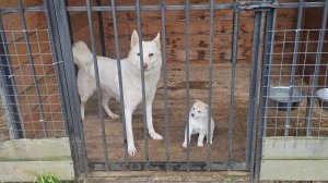 Щенки пошли по гостям