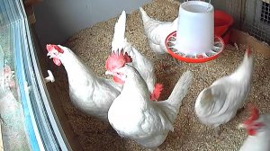 Зимний курятник дачника