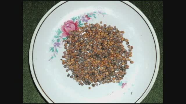 О своих семенах овощных культур