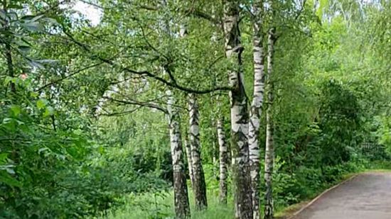 Березы в парке Липецка смотреть онлайн