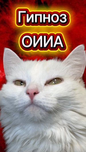 Никогда не смотри ОИИА КОТА в 3 часа ночи 🙀 #кот #животные #ужасы #оииа #оииакот