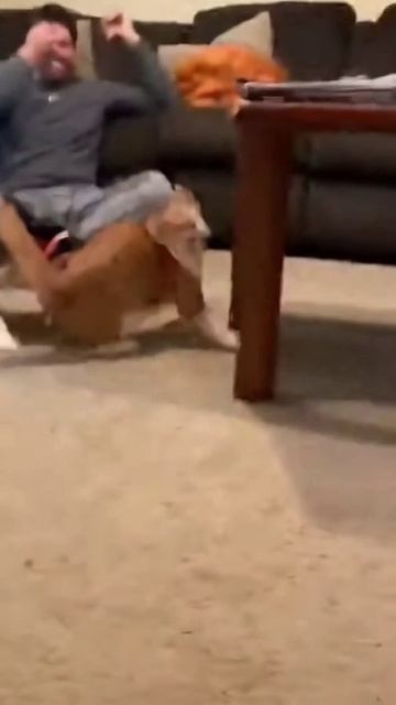 Собака разыгрывает кошку огурцом 😂🐶🐱 | Самая смешная реакция на свете!