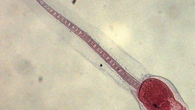 Andromeda Nebula - Memento Maiores