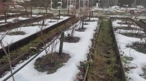 Как зимует наша голубика