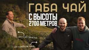 Как растет ГАБА чай | Чайные плантации Мастера Ло в Китае