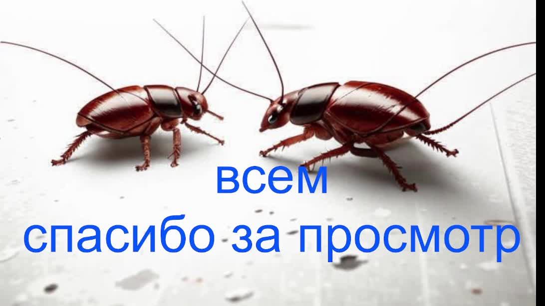 6.12.2025 2 забег смотреть онлайн