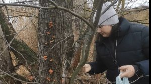 Собираем грибы в Декабре.Зимний опёнок (фламмулина)