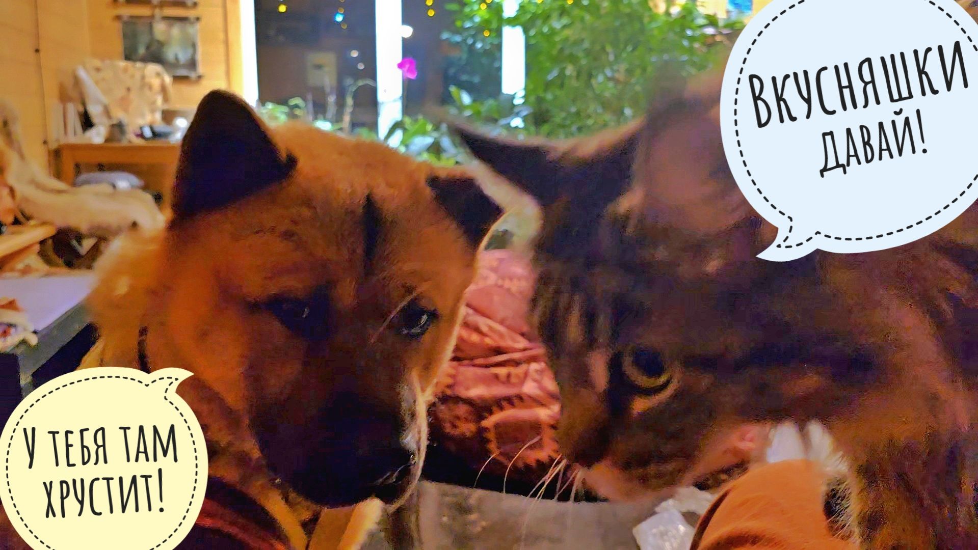 Пёс Кубик получил обновочку и помог кошке Морошке распаковать посылку смотреть онлайн