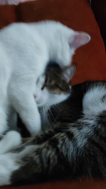 Малыш и Фасолька умываются. Нежнятина