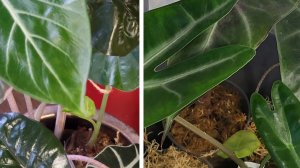 Результативный способ перевода из теплички Алоказии