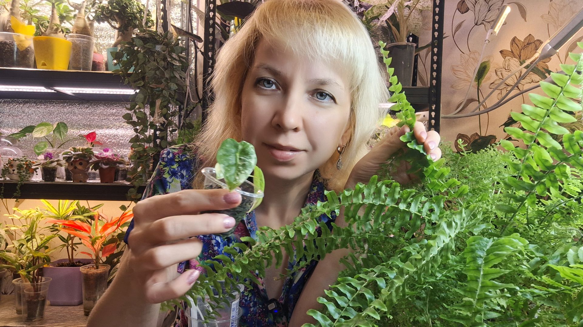 Пересадка крошечной Фрайдек и папоротника на фитильный полив смотреть онлайн