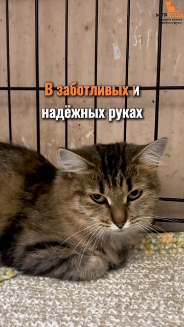 Ряба ждёт вас в приюте #Муркоша смотреть онлайн