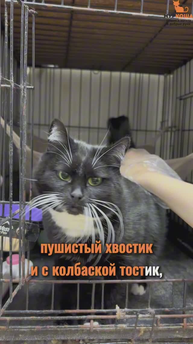 Фамагуста ждёт вас в приюте #Муркоша смотреть онлайн