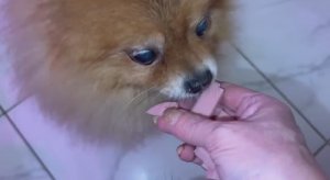 Выпросили, перекусили и за дела.