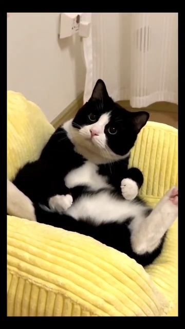 #кот #релакс #милота #животные смотреть онлайн