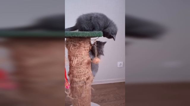 Позитив на выходные! Бои без правил хвостатых и усатых! смотреть онлайн