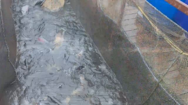 Запуск форели,гольца и спарктика смотреть онлайн