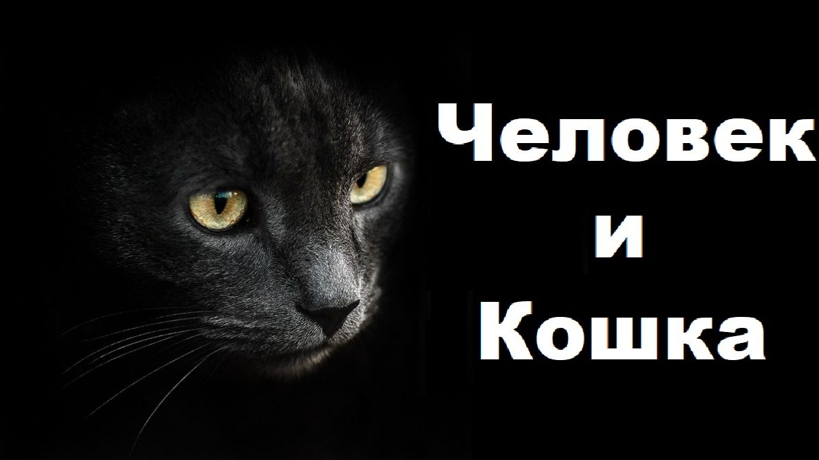 Запрещення психология : кошки это Кошки