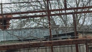 6.12.2025г Гоняем Голубей у Юрия Карповича на Кубани!!!ч.1