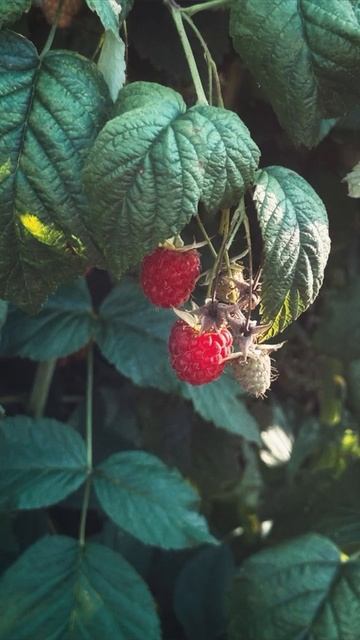 Лемонграсс, мята перечная, листья малины, кардамон, лакричник, цветки василька, лепестки розы