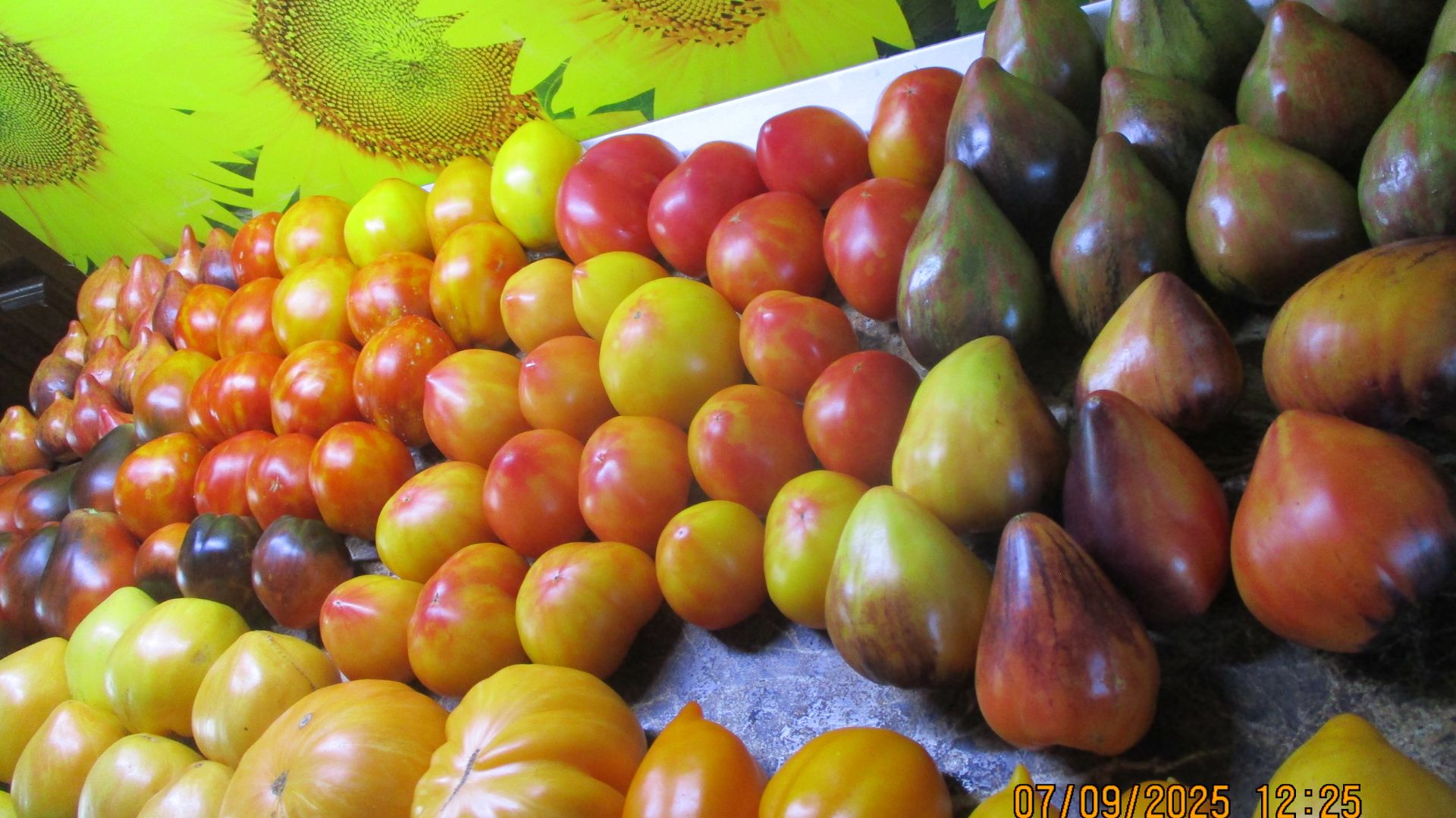 Все эти семена томатов есть в наличии! смотреть онлайн