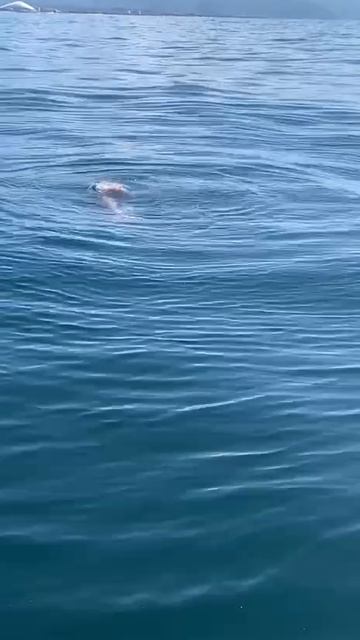 Русалок много не бывает. смотреть онлайн