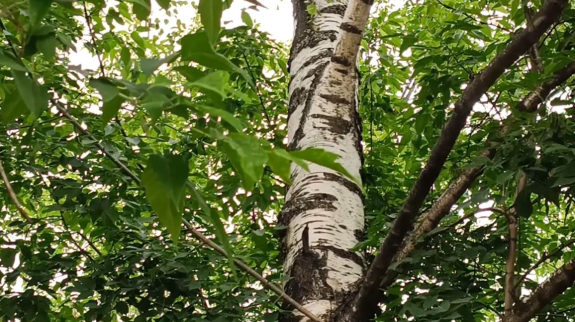 ТЯНЕТ НЕСПРОСТА В ЗАПОВЕДНЫЕ МЕСТА