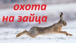 ОХОТА НА ЗАЙЦА ПО ВЕЧЕРНЕМУ СЛЕДУ
