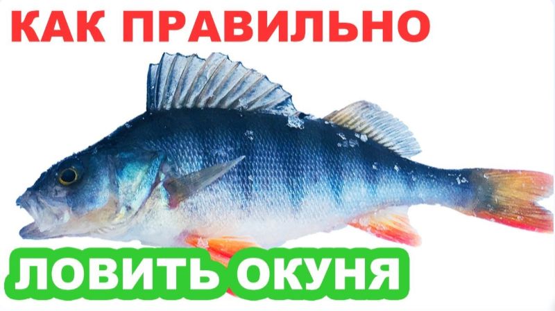 Как правильно ловить Окуня зимой на незнакомом водоеме смотреть онлайн