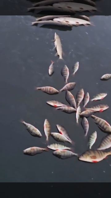 Декабрьская рыбалка по первому льду. Жаркай на связи и очень доволен! смотреть онлайн