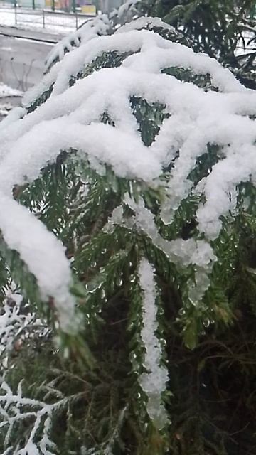 снег на ветке.mp4