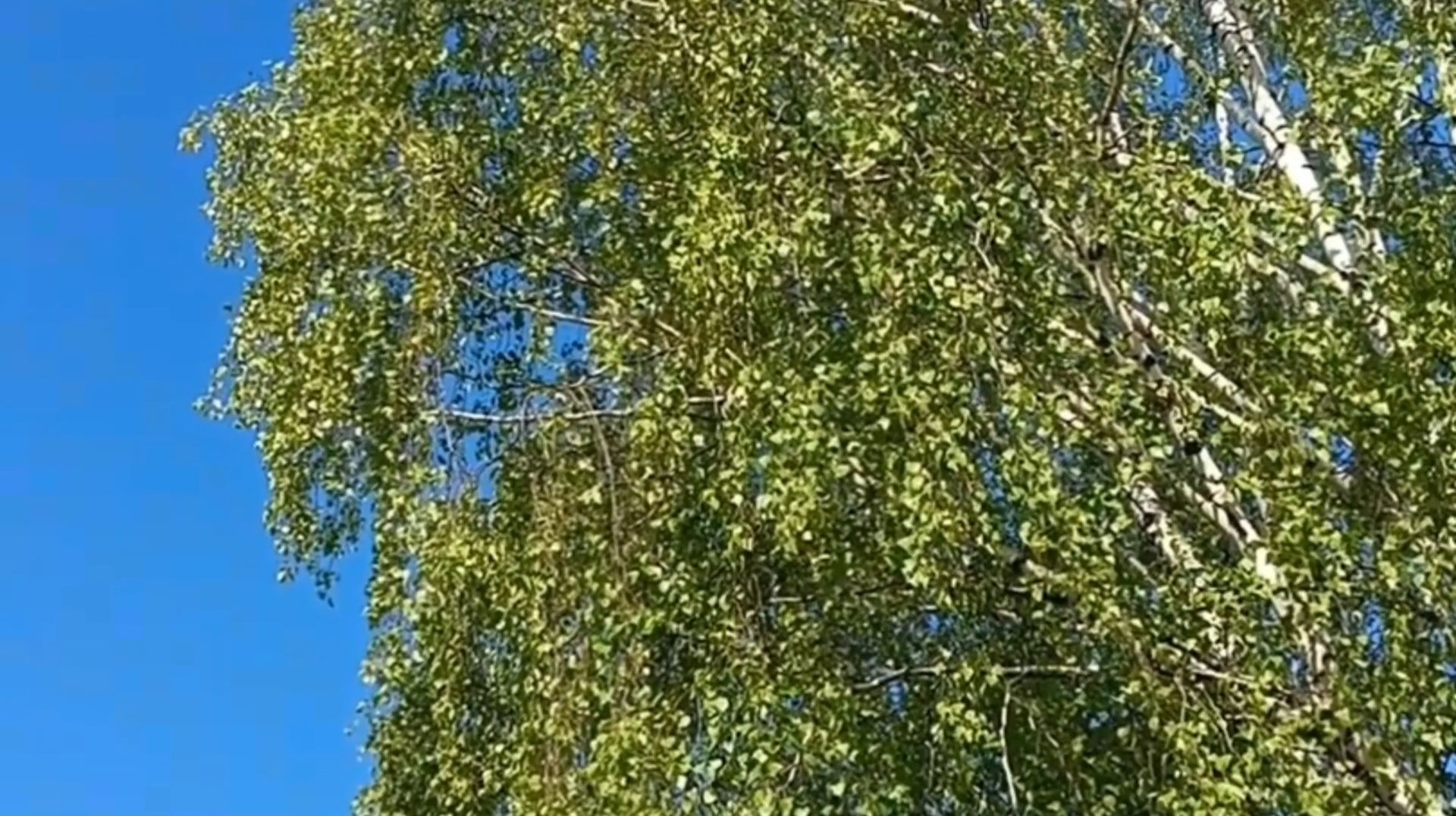 СТРАНА БЕРЁЗОВОГО СИТЦА