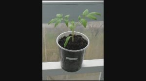 Выращивание рассады помидоров