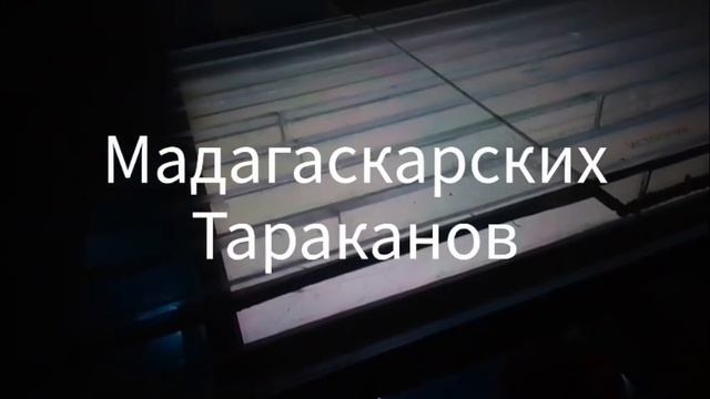 6.12.2025 четвёртый забег смотреть онлайн