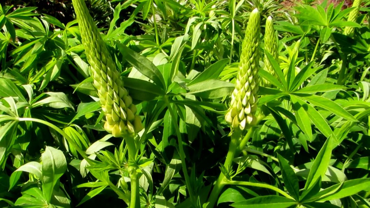 Молодой майский люпин смотреть онлайн