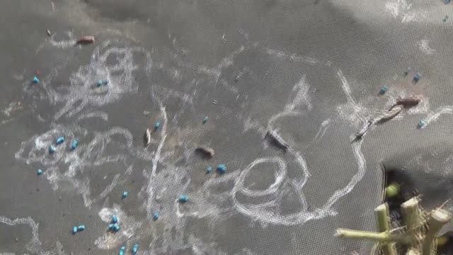 "ДЕДОВСКИЙ" способ успешной борьбы со слизнями! Совет от зрителей. смотреть онлайн