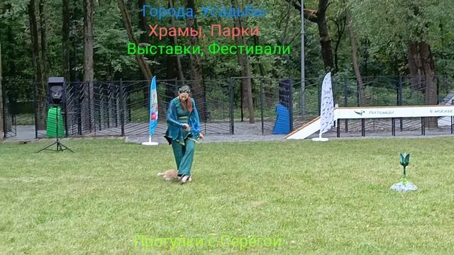 Площадка для собак. Часть Четвёртая