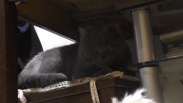 СЛЕПЫЕ ПРЯТКИ С ПРИЗРАКОМ В ЧУЖОМ ДОМЕ | кошачья история ужасов 3 серия смотреть онлайн