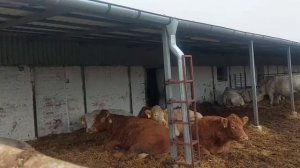 Продажа племенных абердины, лимузины и шароле в 2026 году