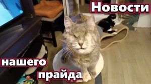 Новости нашего прайда.