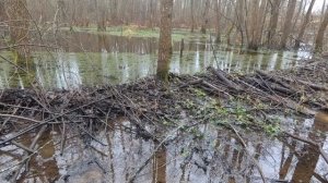 Плотинка бобра