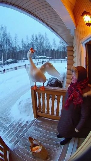 медведь напал на бабушку