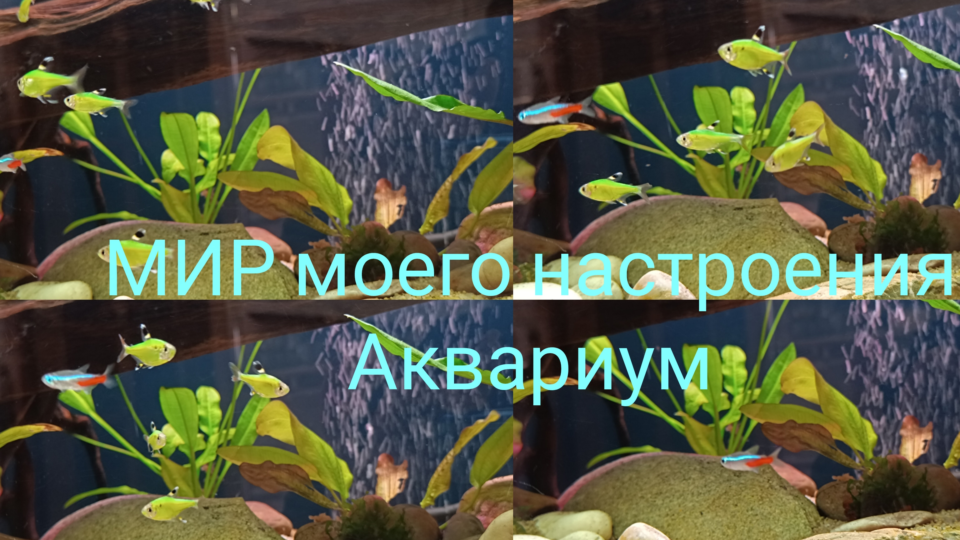 05.12.25 Аквариум часть 6.Запускаю новых рыбок. смотреть онлайн