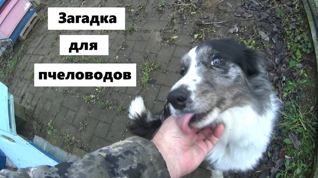 Вопрос знатокам пчеловодства. смотреть онлайн