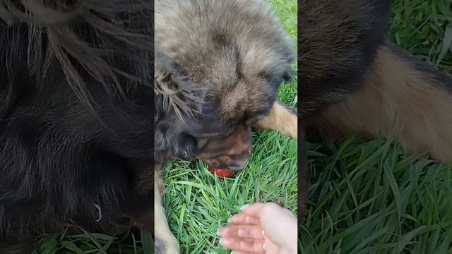 Семаргл Бог Ночи Булат&Чарующая Звезда 🌟.кавказы