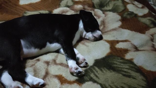 МНОГО ЛИ ДЛЯ СЧАСТЬЯ НАДО.СОБАКИ смотреть онлайн