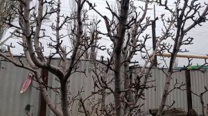 Специфика плодоношения груши на плодухах