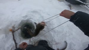 Река Енисей. Отчёт с рыбалки на налима.