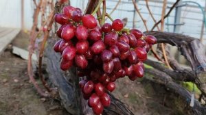 К-Ш ЩЕЛКУНЧИК НА 06.12.2025!!!🍇🍇🍇 Telegram, WhatsApp и Vlber +79528500417. ТЕЛ. +79054033245.