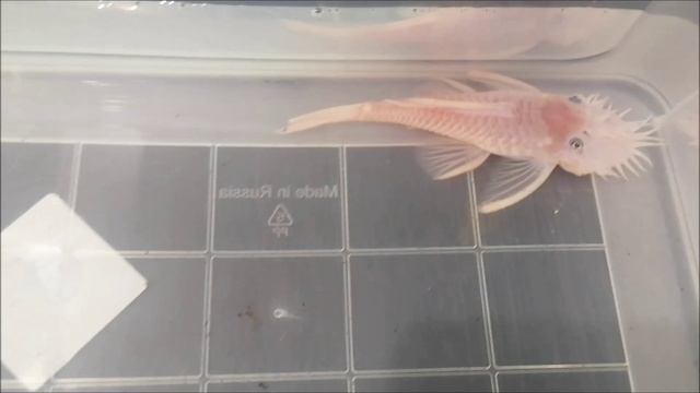 Купил самца номерного сома L144 Snow White для своих самочек смотреть онлайн